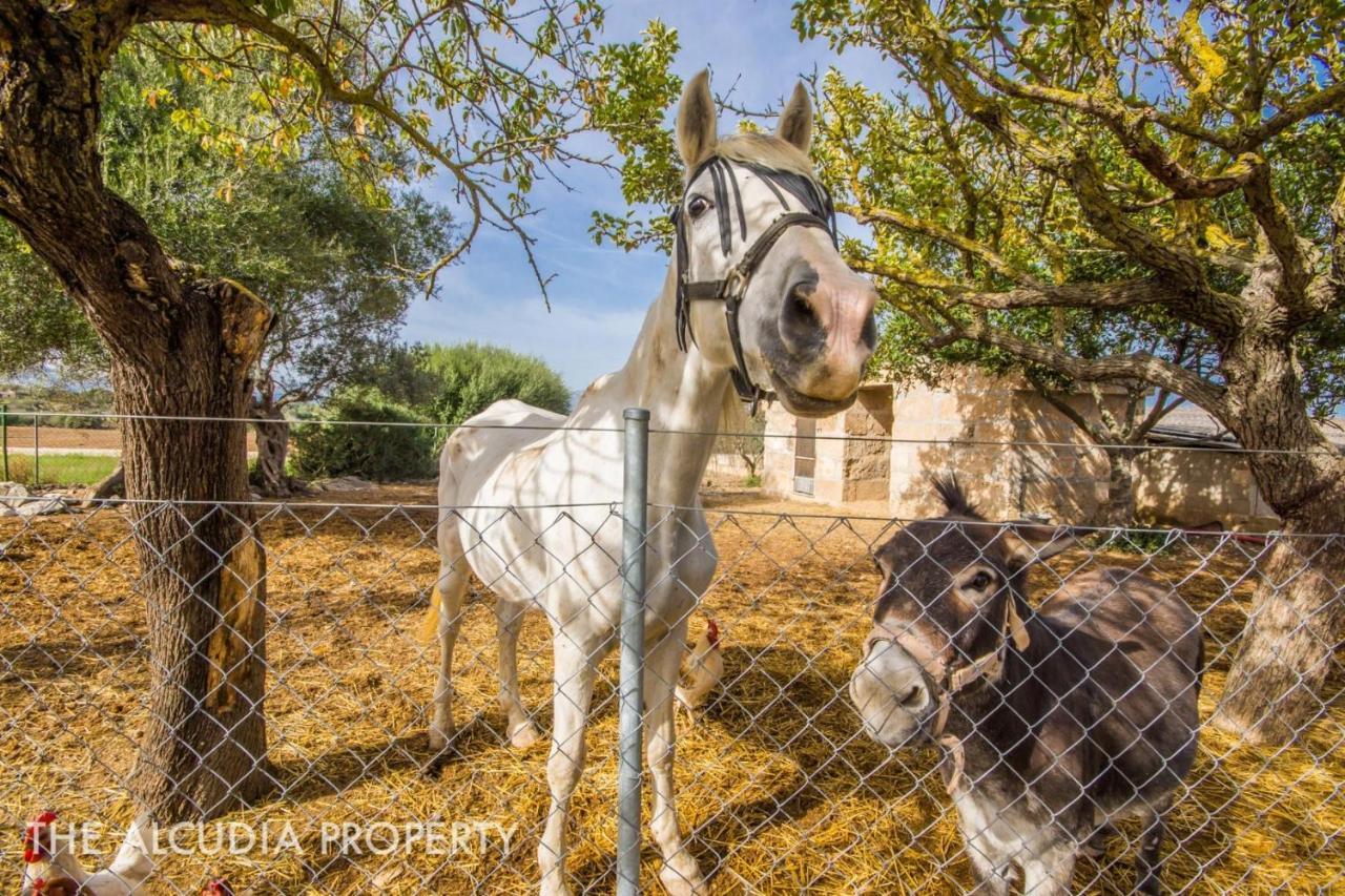Finca Pegasus Alcúdia Exterior foto
